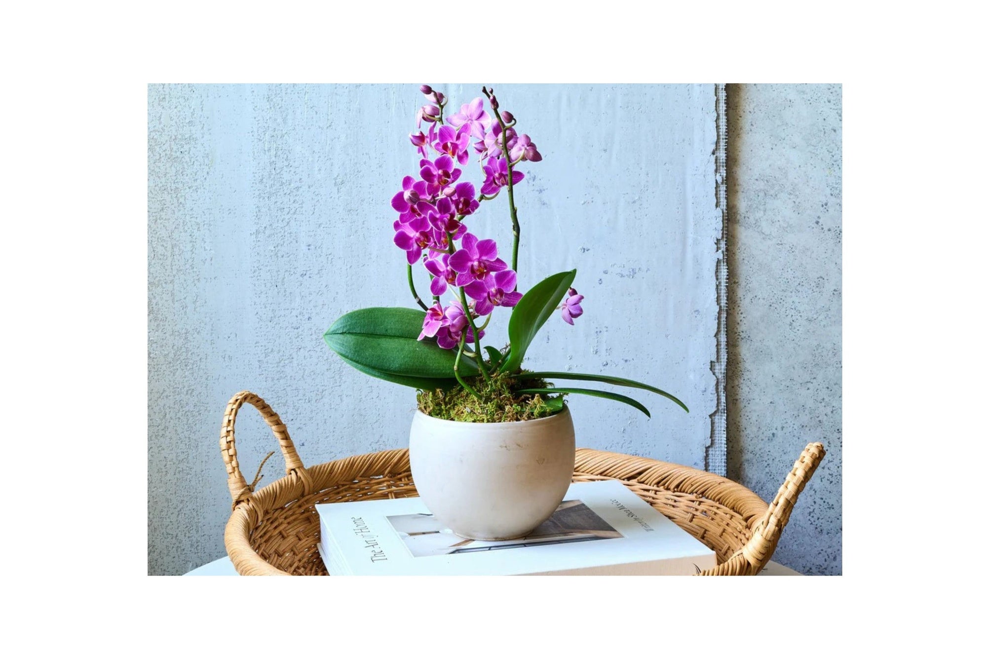 Mini Orchid, magenta orchid stems in a white pot, styled on a table with soft ambient lighting.