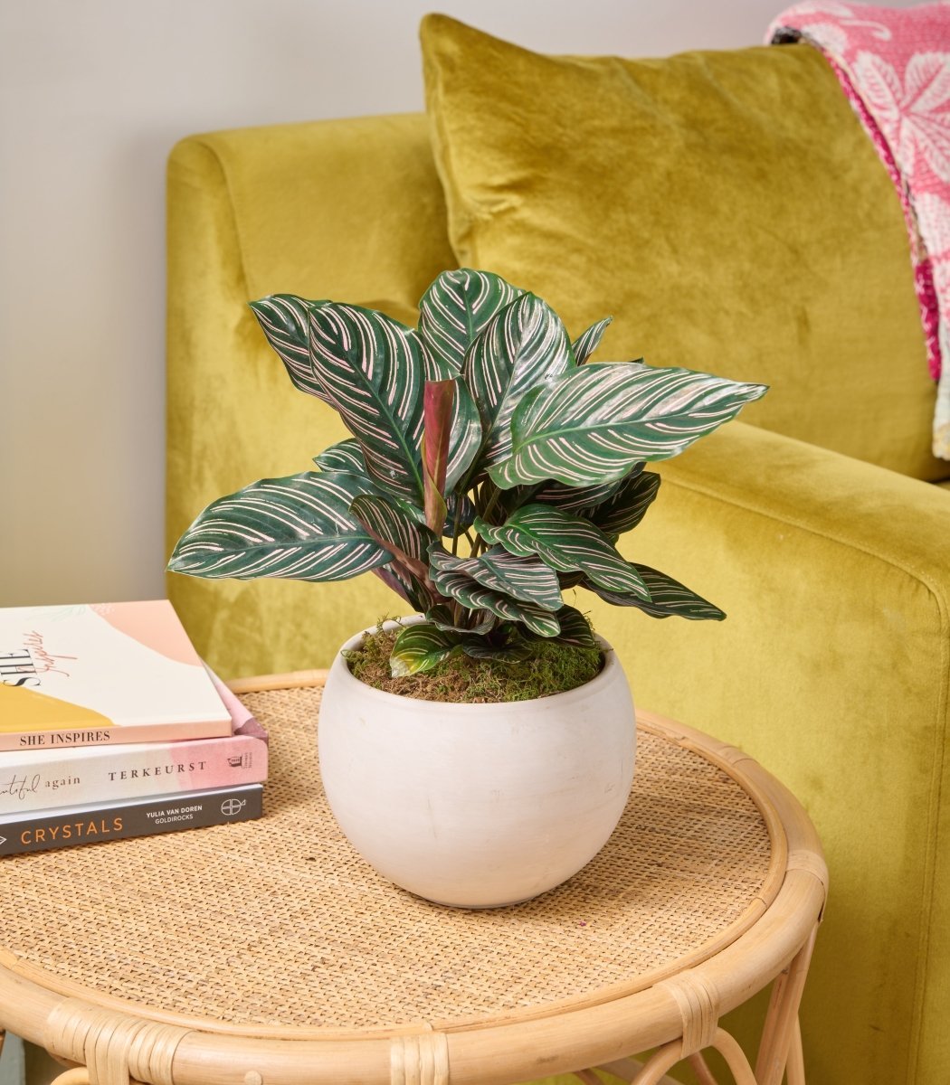 Potted Plants Delivered to Your Door Gifts for Plant Lovers Flowers for Dreams