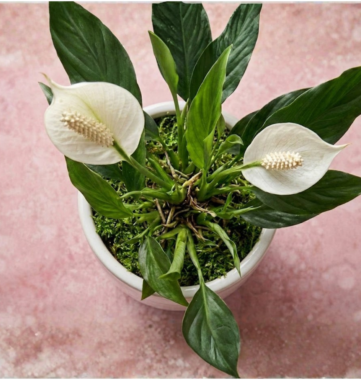 Peace Lily Sympathy Plant Delivery in Chicago, Detroit, Milwaukee