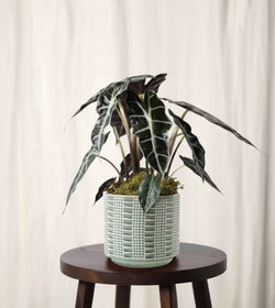 Alocasia