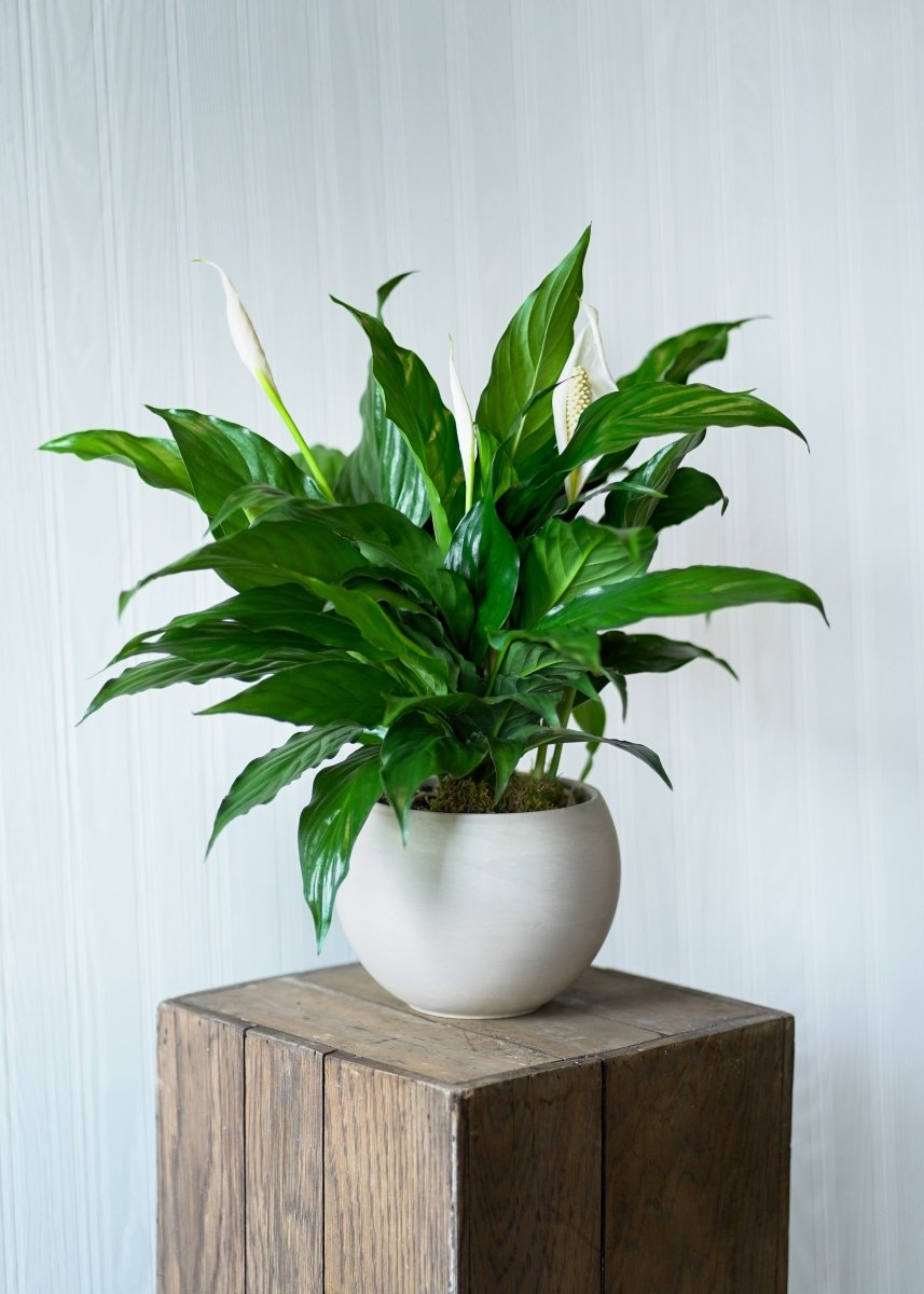 Peace Lily - Flowers for Dreams