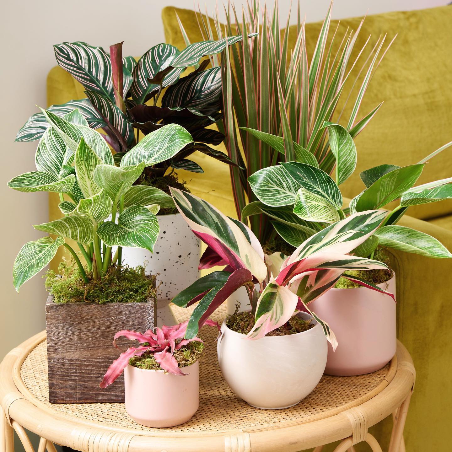 A collection of colorful indoor plants by Flowers for Dreams, arranged in mixed pots on a woven table.