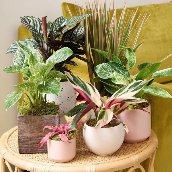 Indoor Flowering Plants vs. Common House Plants: What’s the Difference, and Which Should You Choose?