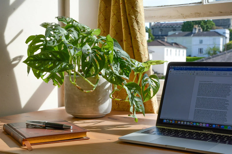 Best Plants for Your Office: Low-Maintenance Picks That Brighten Any Space