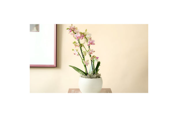 Mini Orchid Care & Styling: Elevate Your Home with Chic Blooms