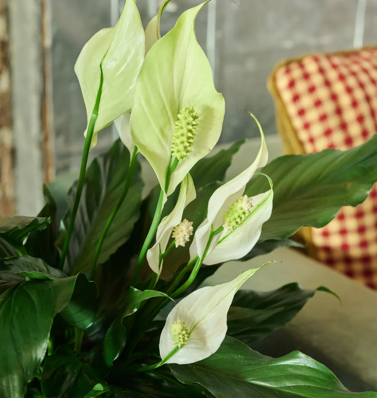  Flowers of Dreams’ peace lily with white blooms and deep green leaves, styled indoors.