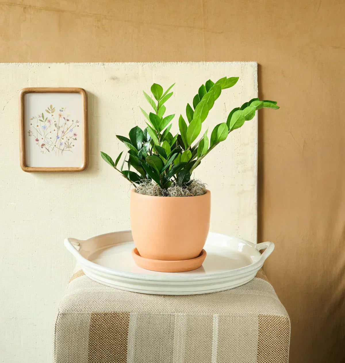 ZZ plant in a modern ceramic pot styled in a bright living room by Flowers for Dreams.