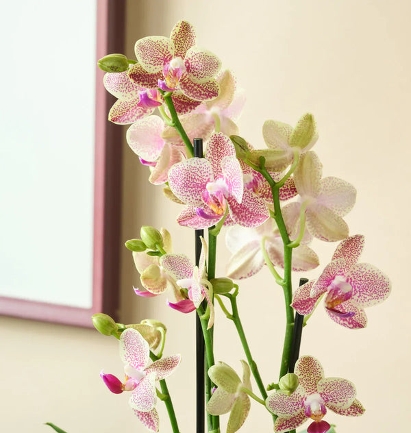 Orchids: Complete Care Guide, Types & How to Keep Them Thriving Indoors