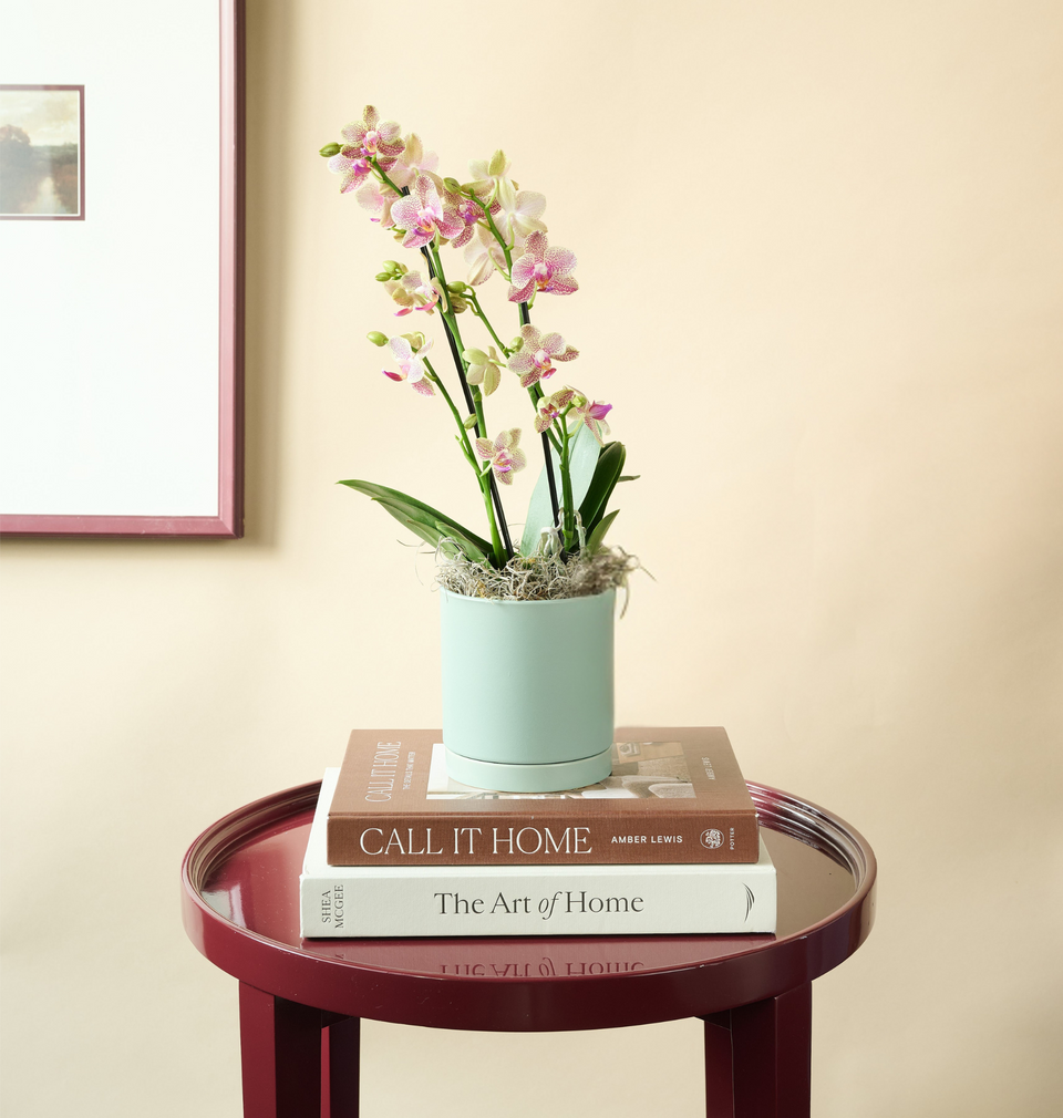 Let our expert florists create this Mini Orchid flower bouquet for you