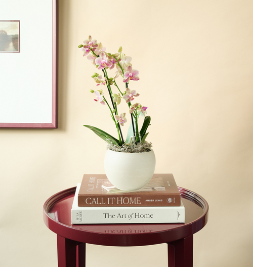 Mini Orchid