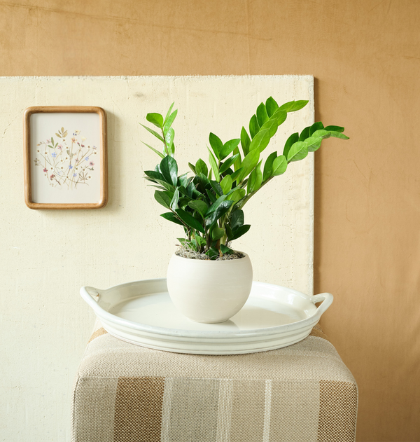 ZZ Plant