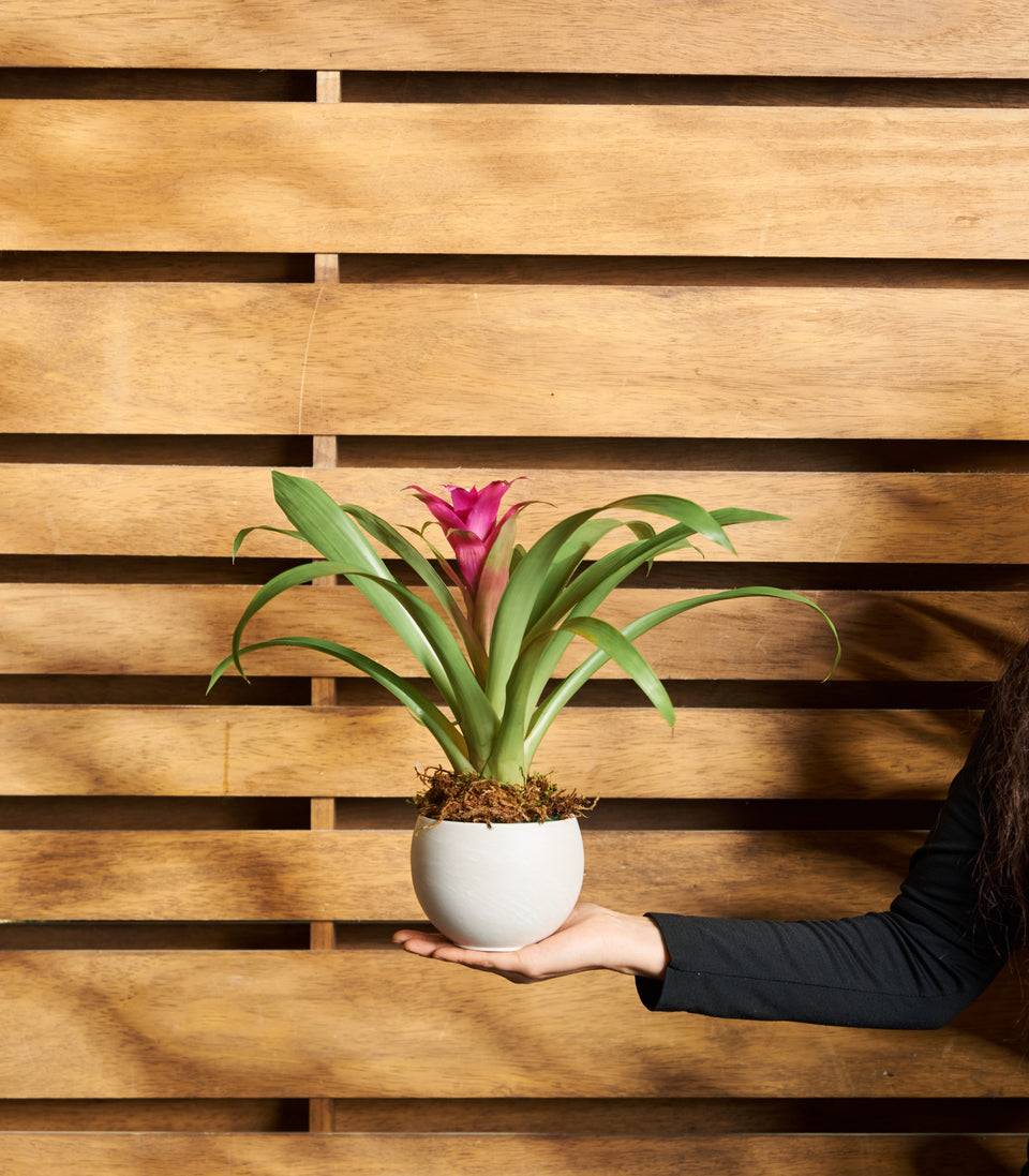 Bromeliad