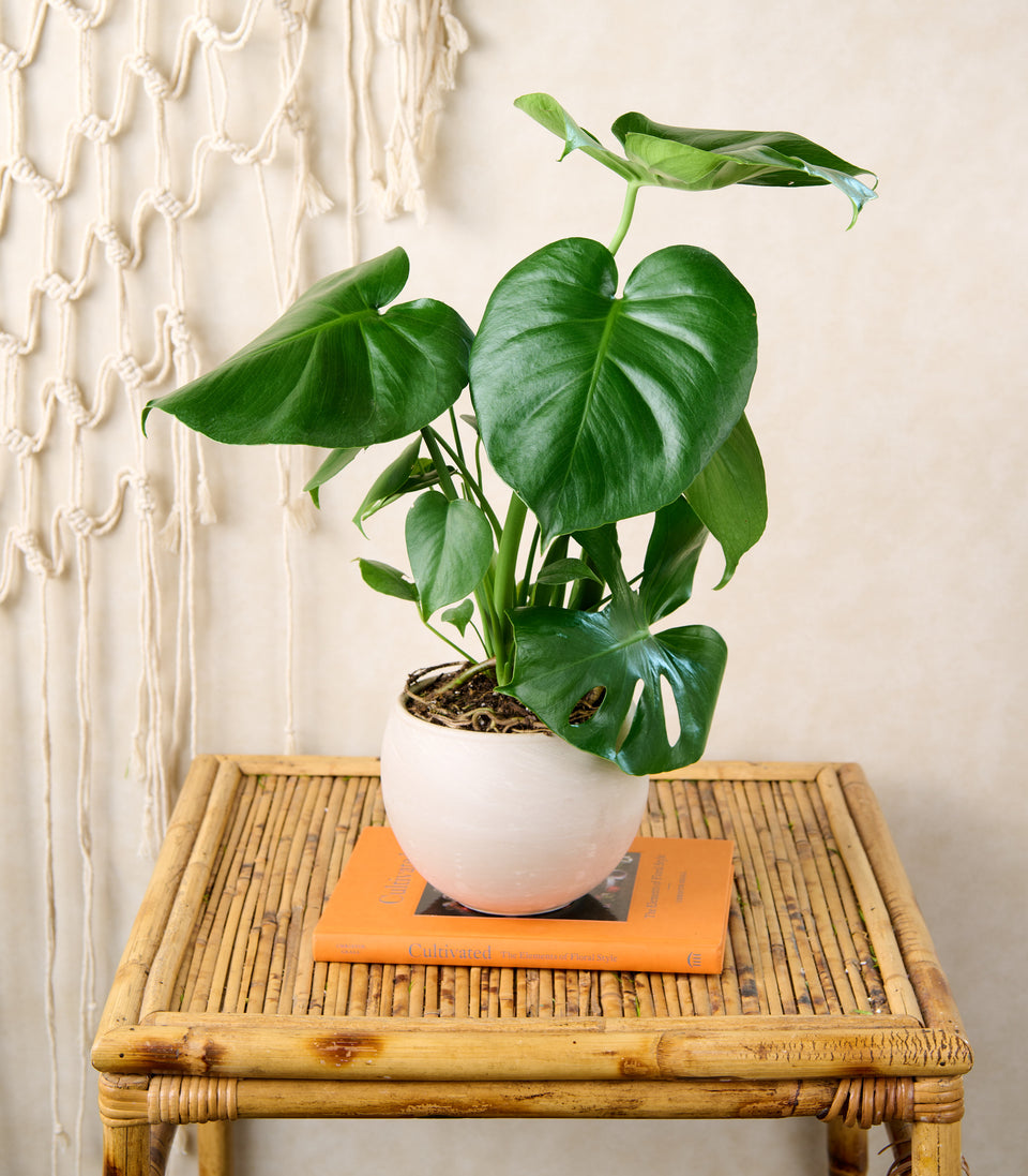 Large Monstera plant in a ceramic bowl, premium tropical houseplant gift