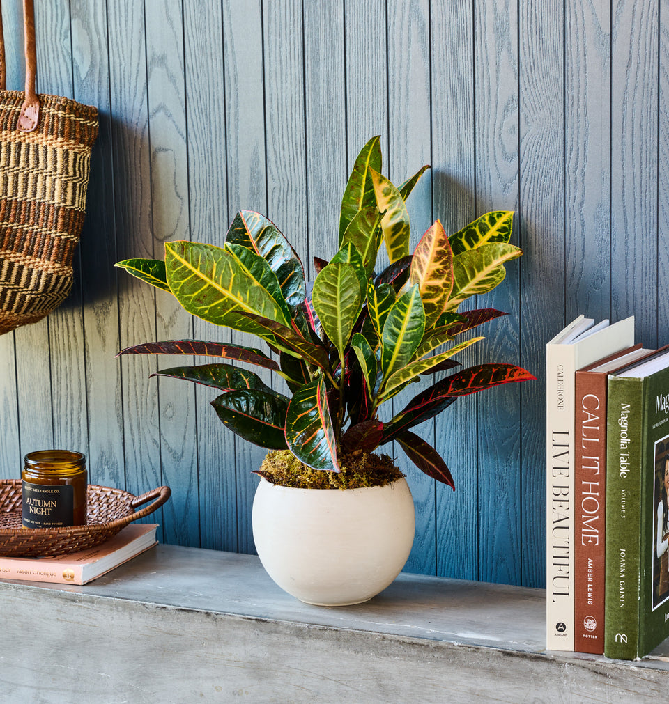 Croton Plant