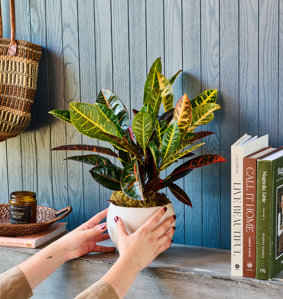 Our local flower shops create this beautiful Croton Plant bouquet for our customers