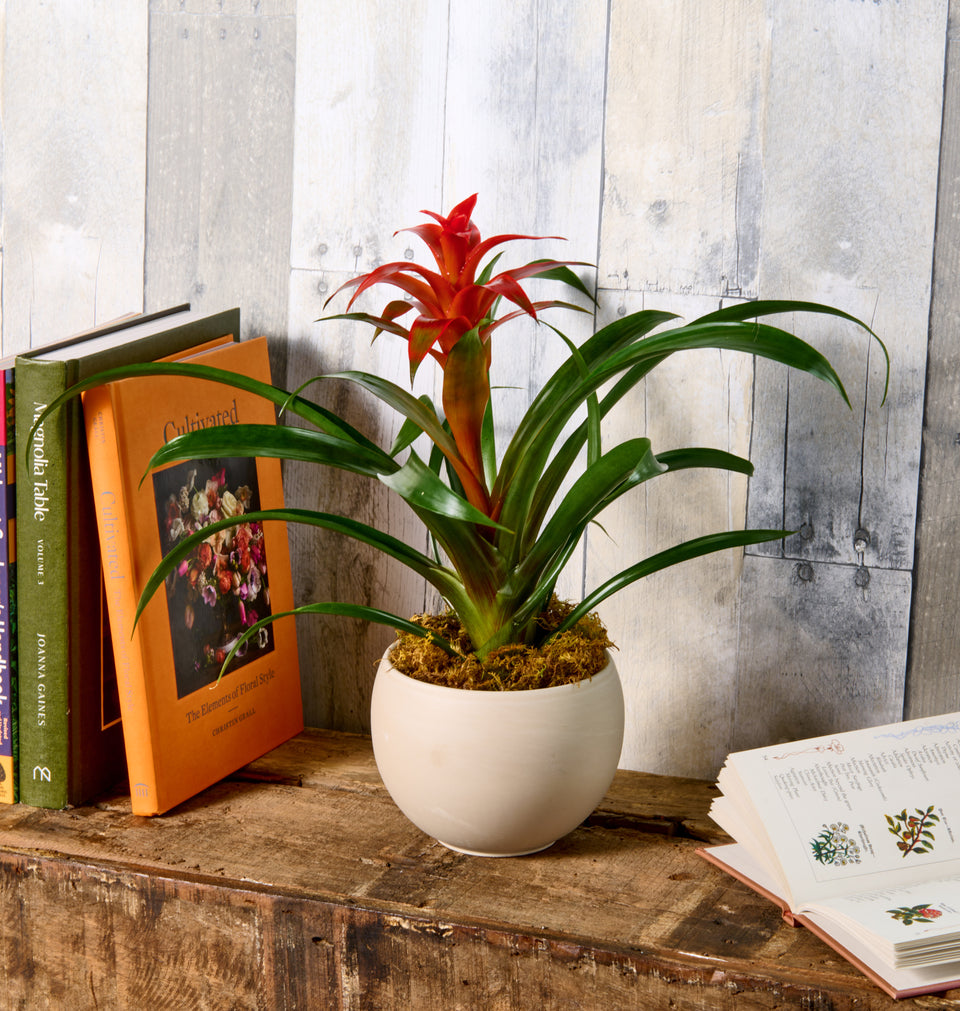 Bromeliad in a recycled basket planter, vibrant tropical plant