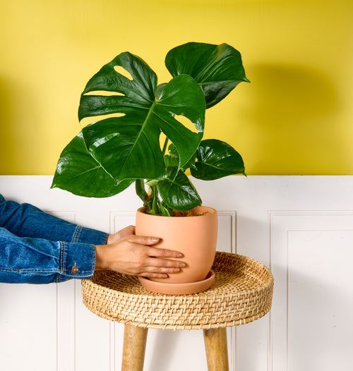 Monstera