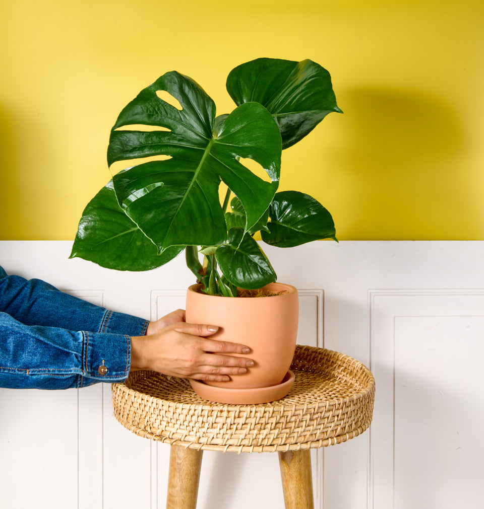 Monstera
