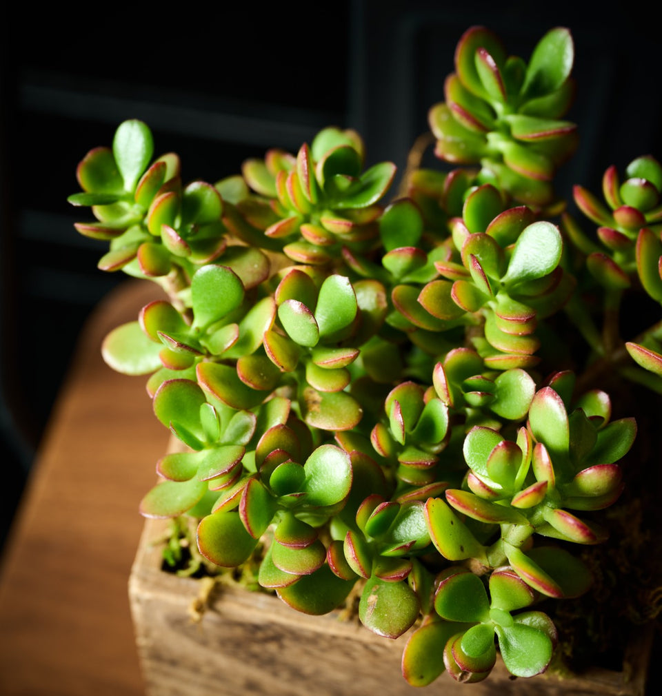 Jade Plant