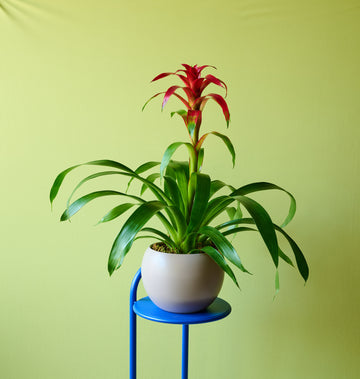 Vibrant red bromeliad plant with glossy green leaves, symbolizing Gemini and Libra’s playful, social energy.