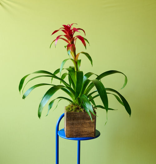 Bromeliad