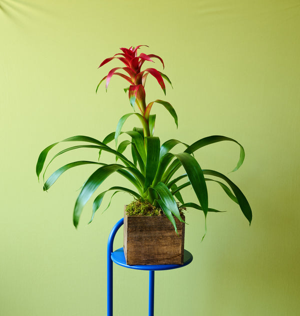 Bromeliad