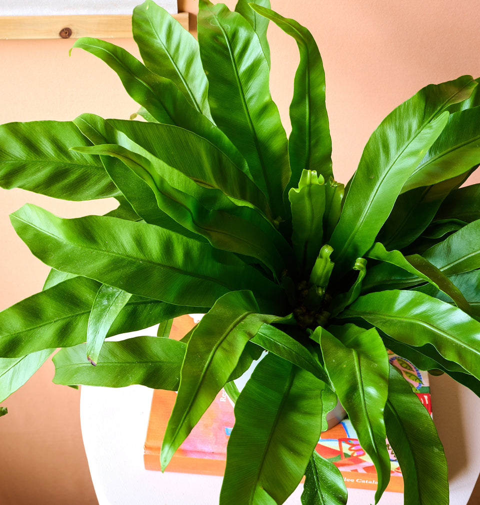 Fern