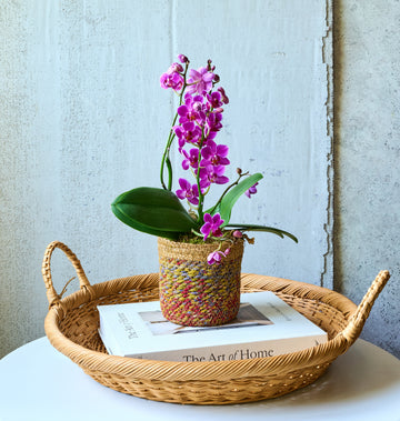 Mini orchid in a pot, ideal for lasting, elegant appreciation.
