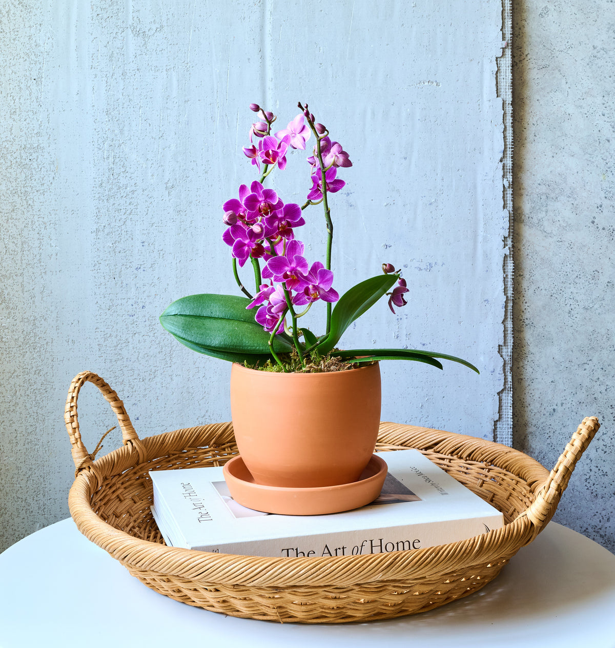 Mini Orchid