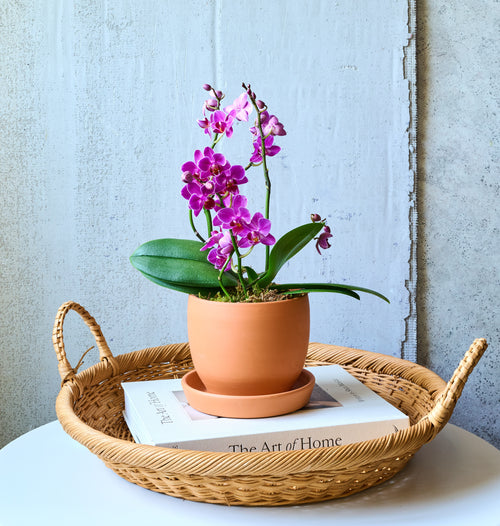 Mini Orchid