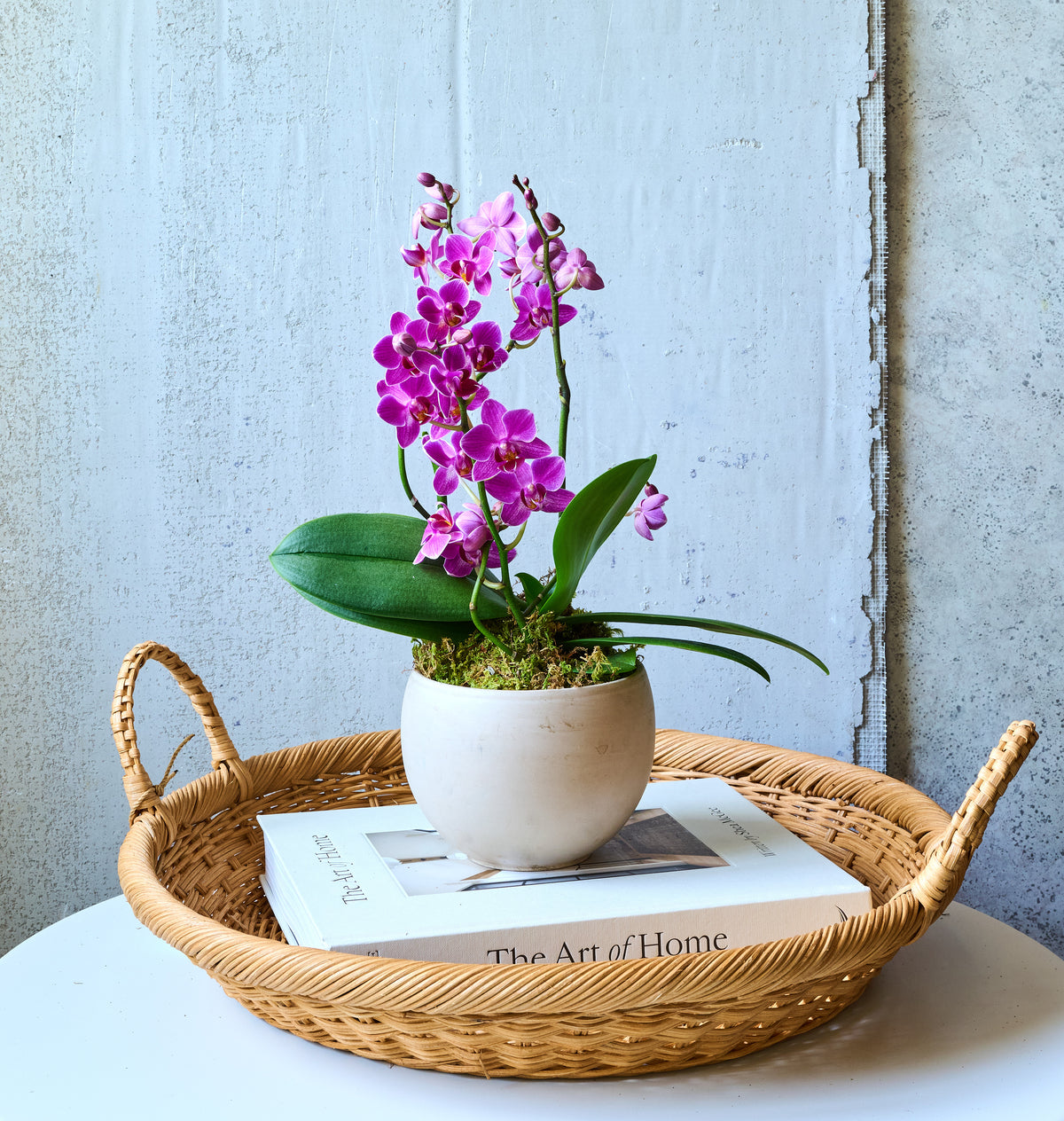 Mini orchid plant with white blooms, top-down view