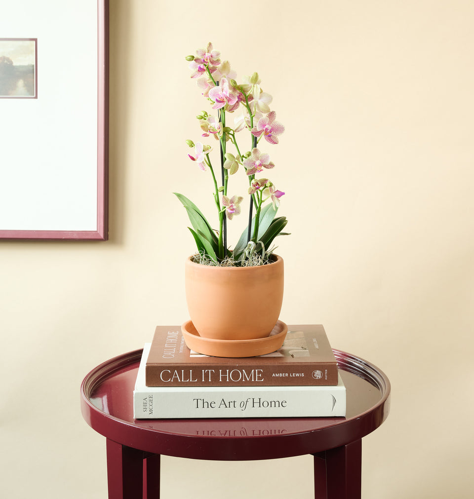 Mini Orchid