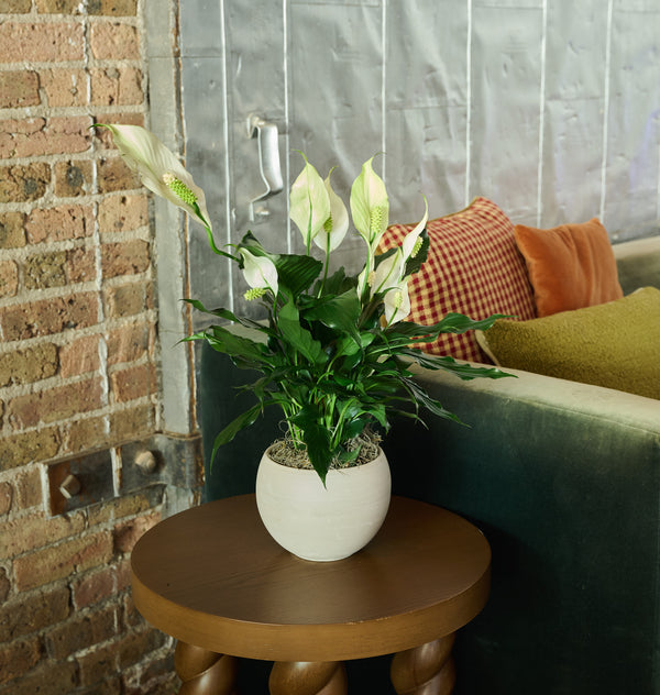 Peace Lily