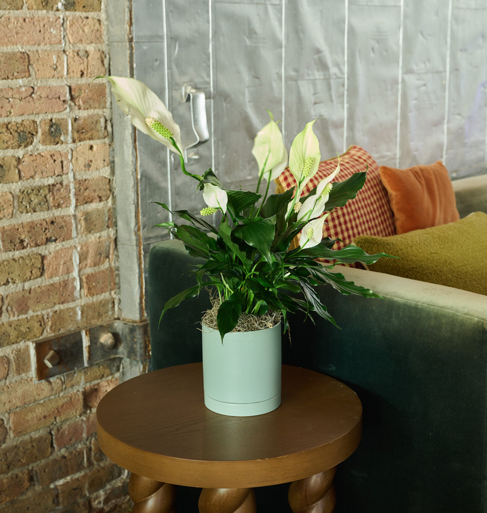 Peace Lily