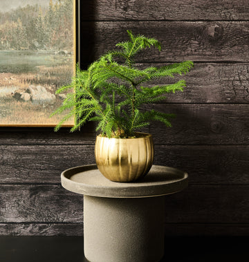 Norfolk Pine by Flowers for Dreams in a decorative planter for winter décor