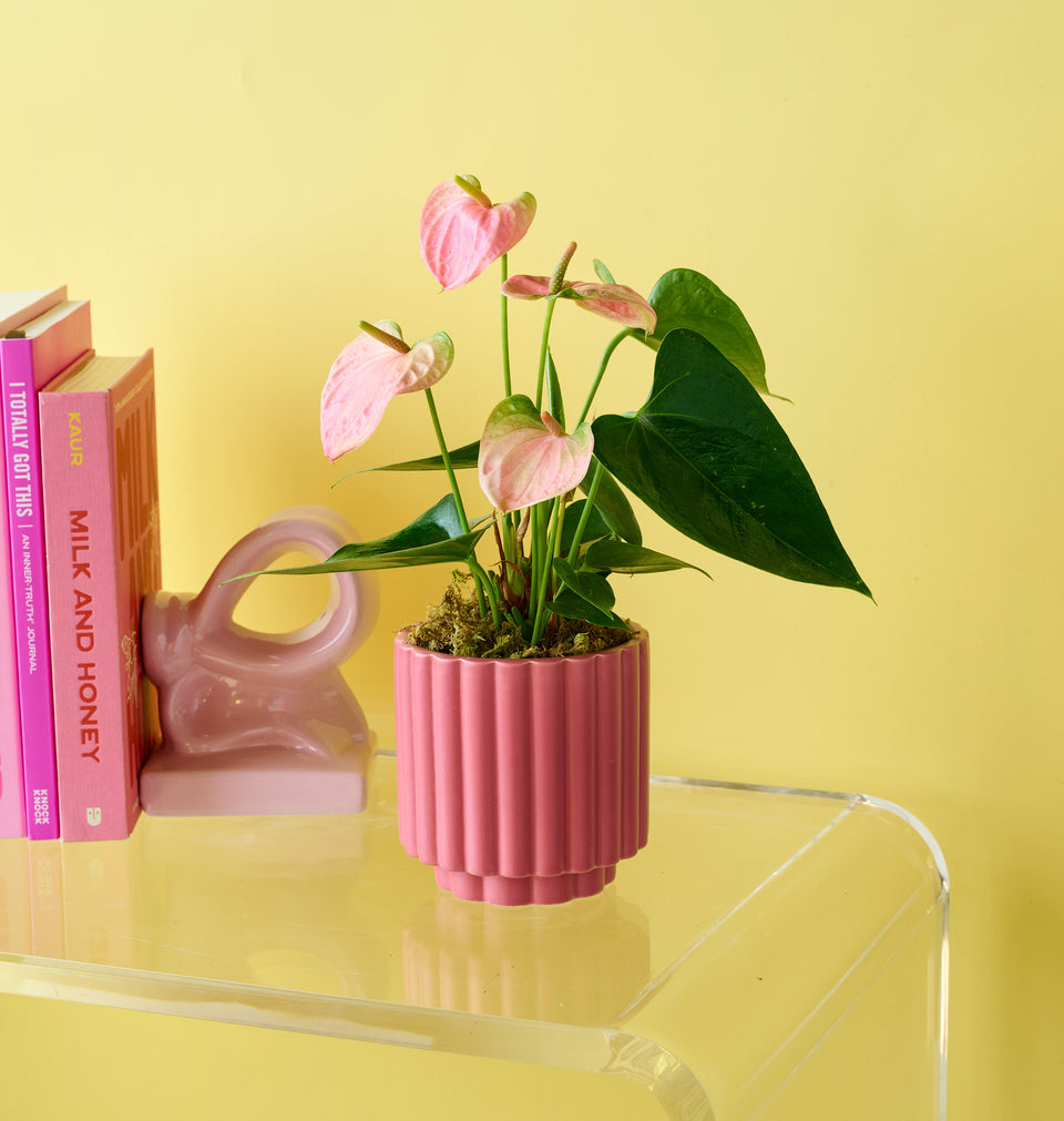 Let our expert florists create this Laceleaf flower bouquet for you