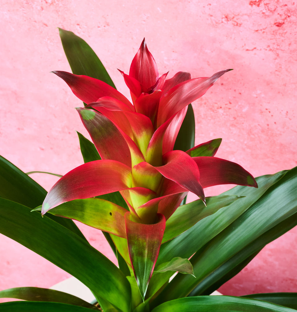 Bromeliad