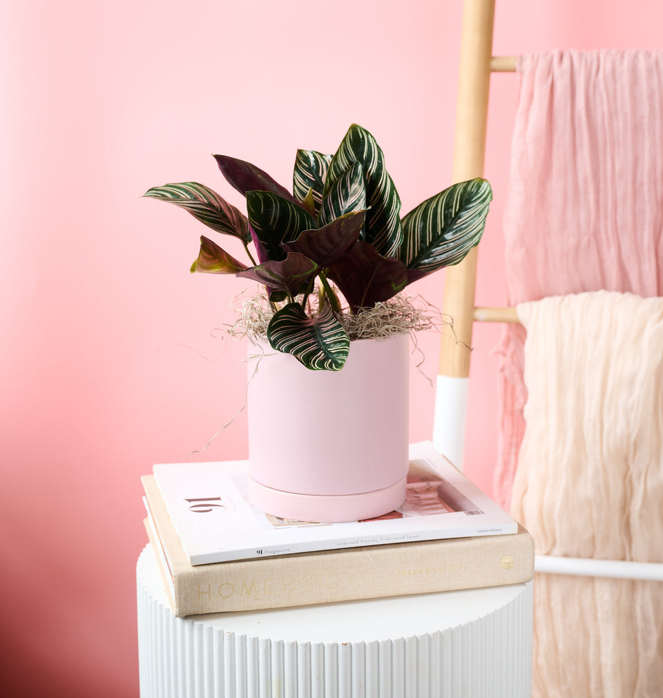 Let our expert florists create this Pinstripe flower bouquet for you