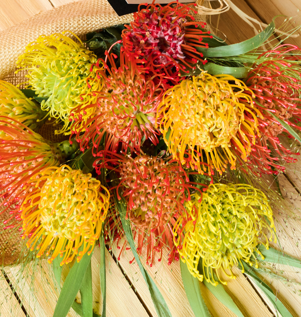 Double bunch pincushion protea with abundant striking flowers