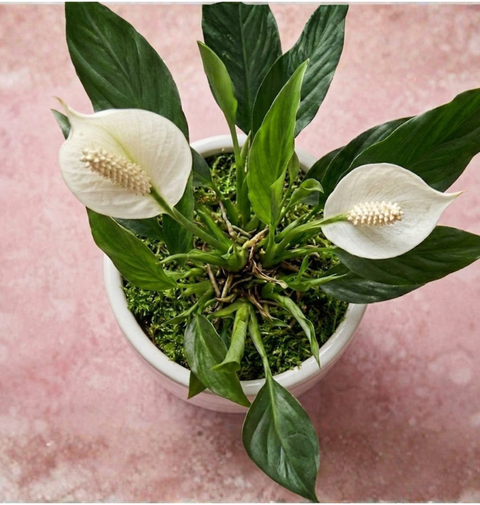 Peace Lily Sympathy Plant Delivery in Chicago, Detroit, Milwaukee