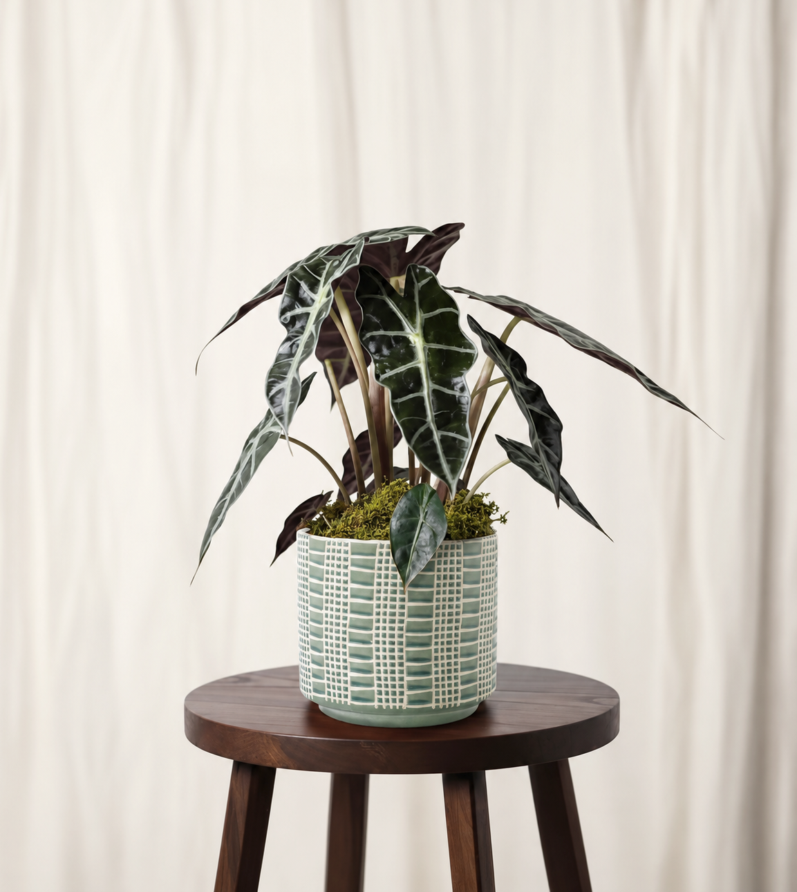 Alocasia