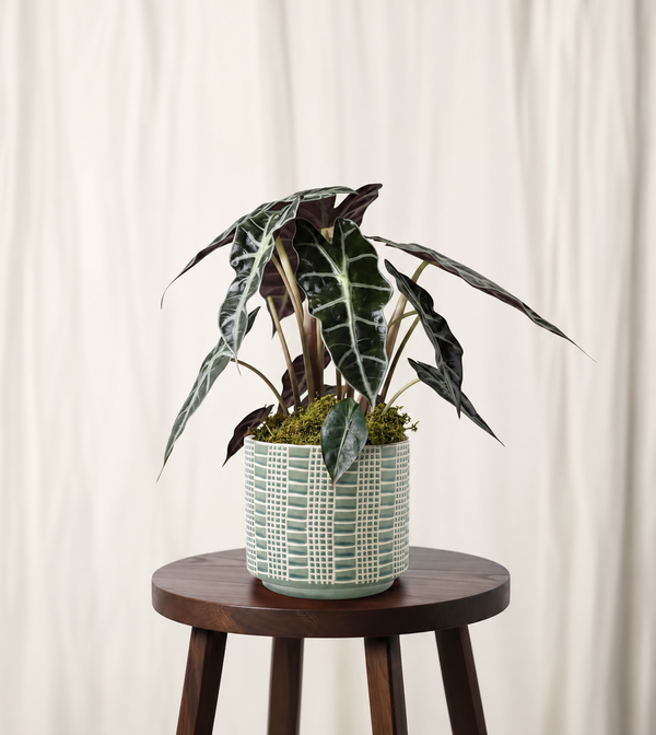 Alocasia