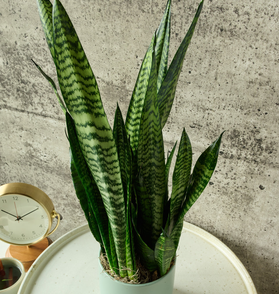 Snake Plant