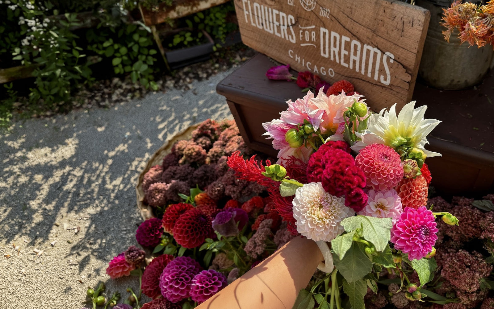 Dahlia Fest 2026