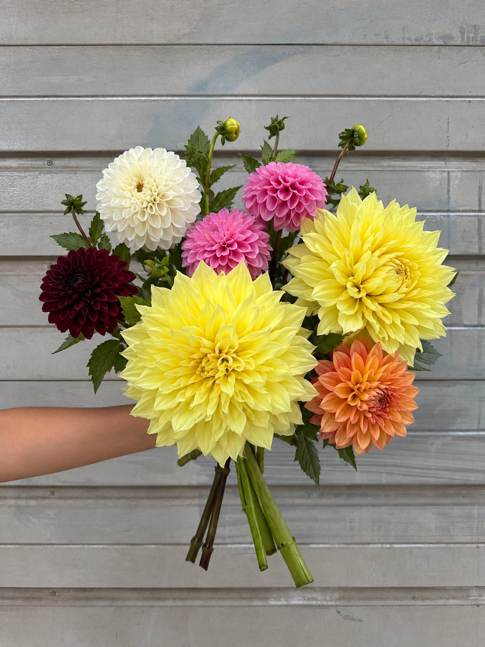 Dahlia Fest To-Go