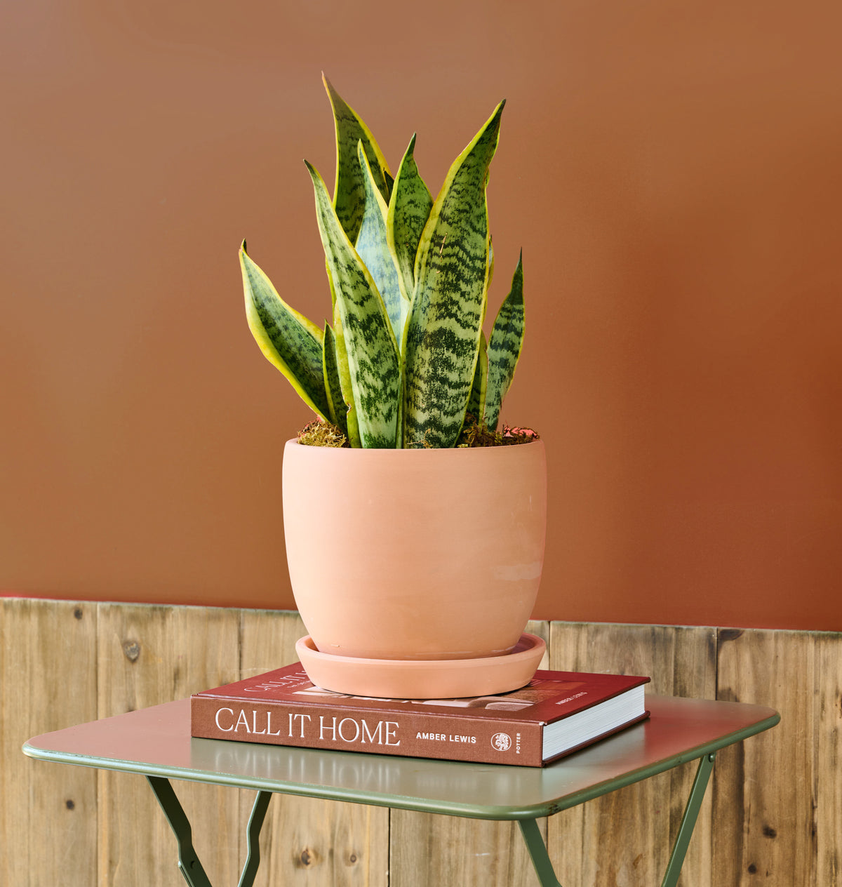 Snake Plant