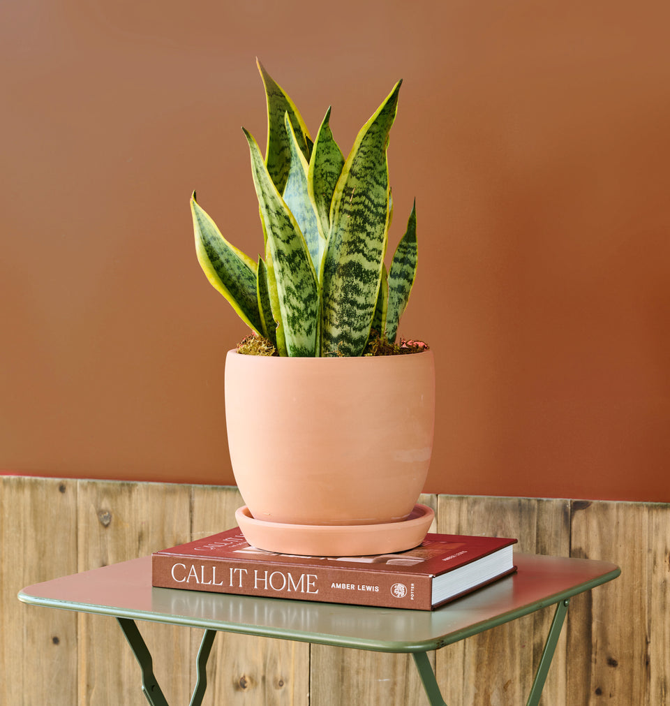 Snake Plant