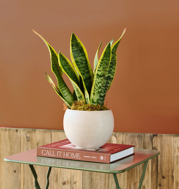 Snake Plant