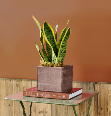 Snake Plant: Sleek snake plant adding height and texture to your seasonal floral display.