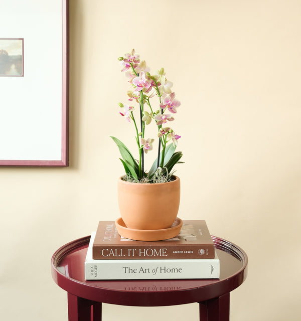 Mini Orchid
